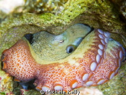 Common octopus in the San Blas Islands by Michele Kelly 